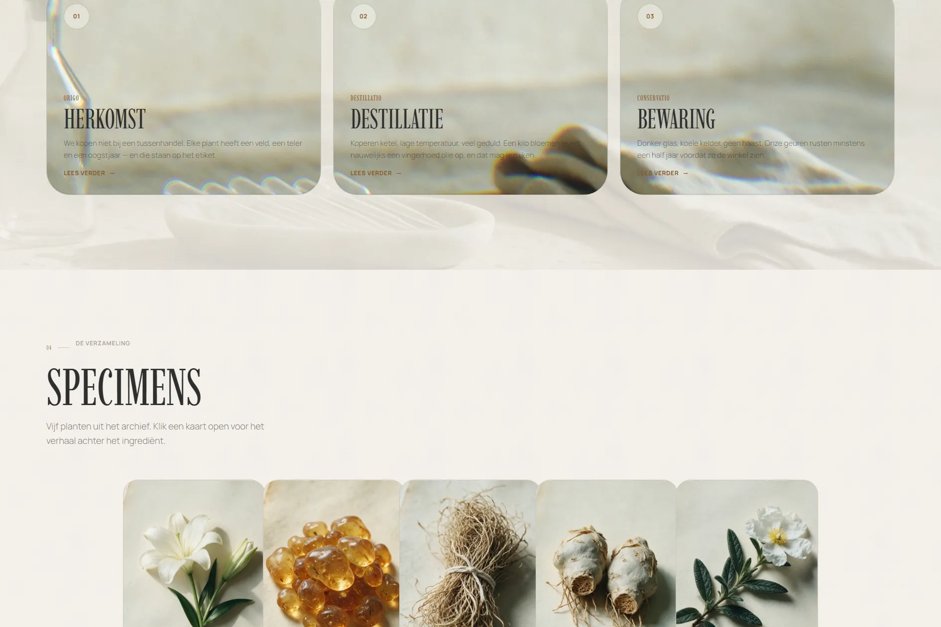 Specimen rail on the HERBARIUM site — five plant and resin cards on cream paper